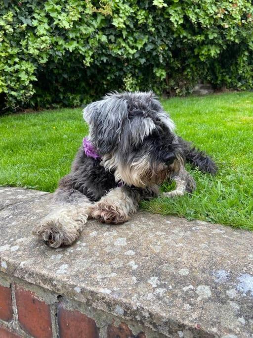 Award Winning Pet Friendly Paddock Holiday home *